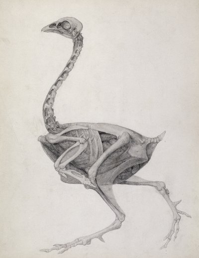 Fowl: Lateral View, Deeply Dissecting by George Stubbs